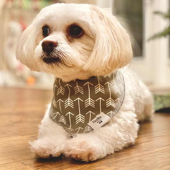 The Archer Dog Bandana - Picture 3 of 3